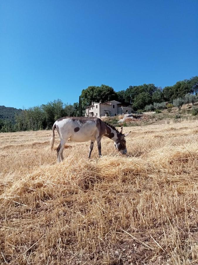 Volver B&B Spoleto Bagian luar foto